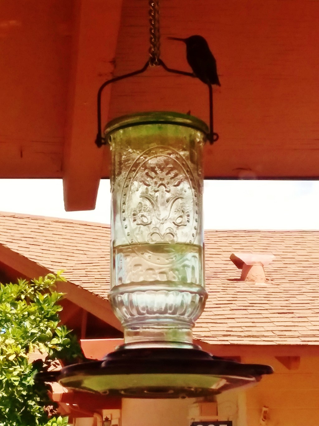 Hummingbird_July2018