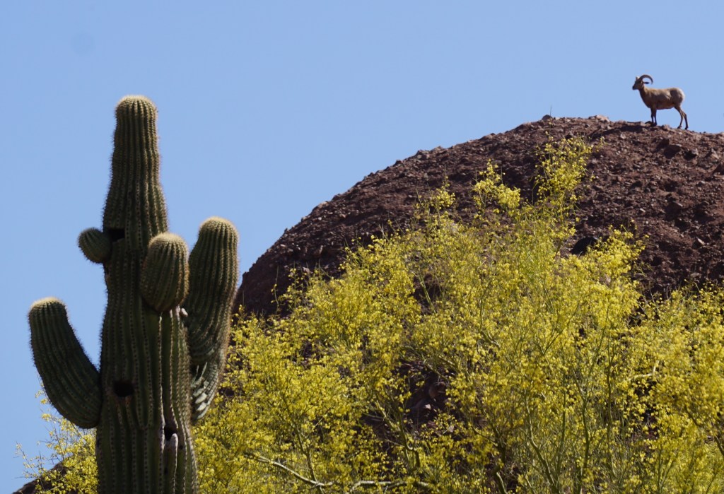 Bighorn Sheep_041915.jpg