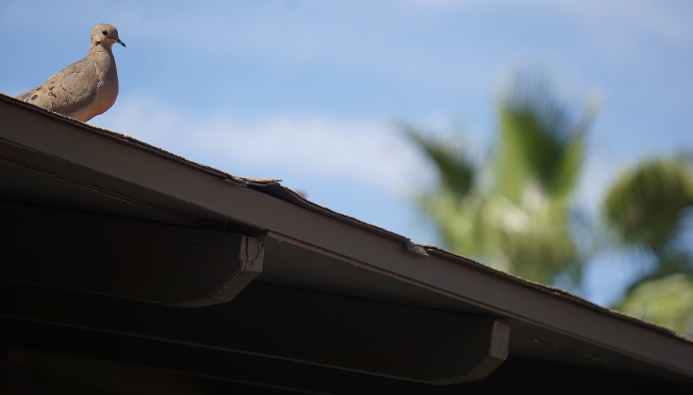 BirdsFlowers_April2019 004 (1000x570)