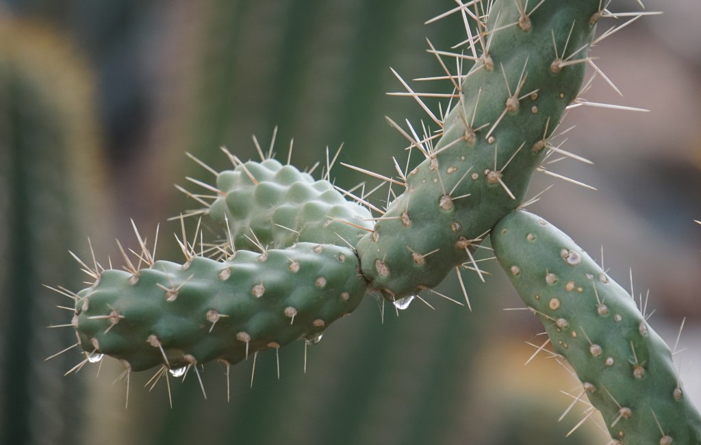 Dripping Cactus_042415