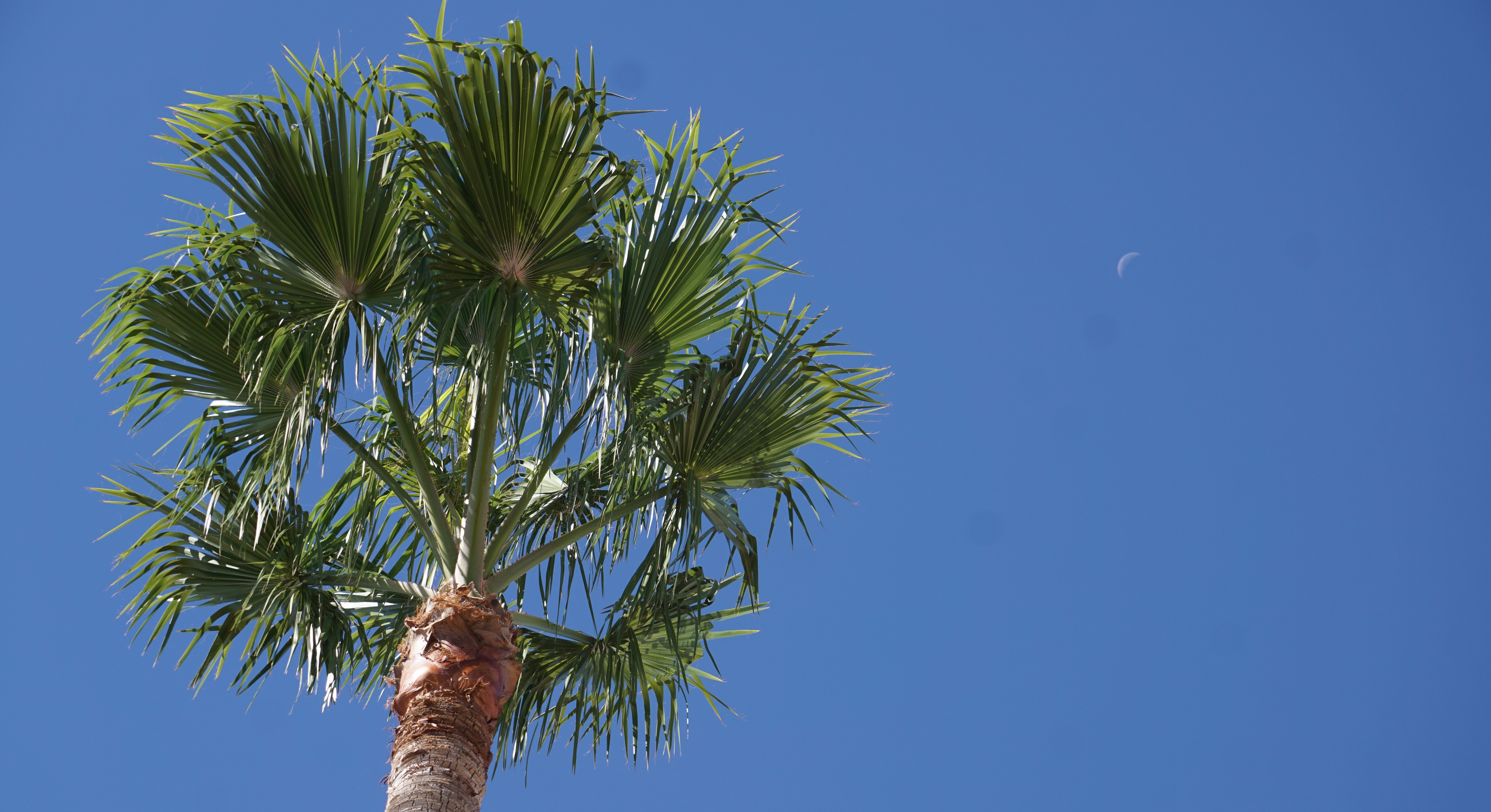 PalmMoonDove_062719 001.JPG