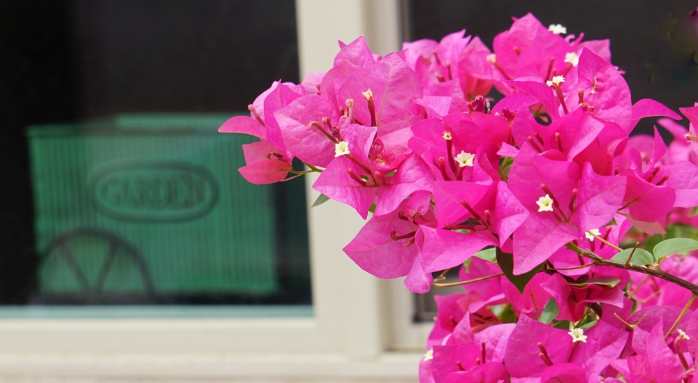 Bougainvillea_072219 003 (1000x549)