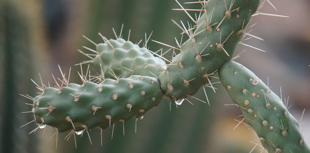 Dripping Cactus_042415