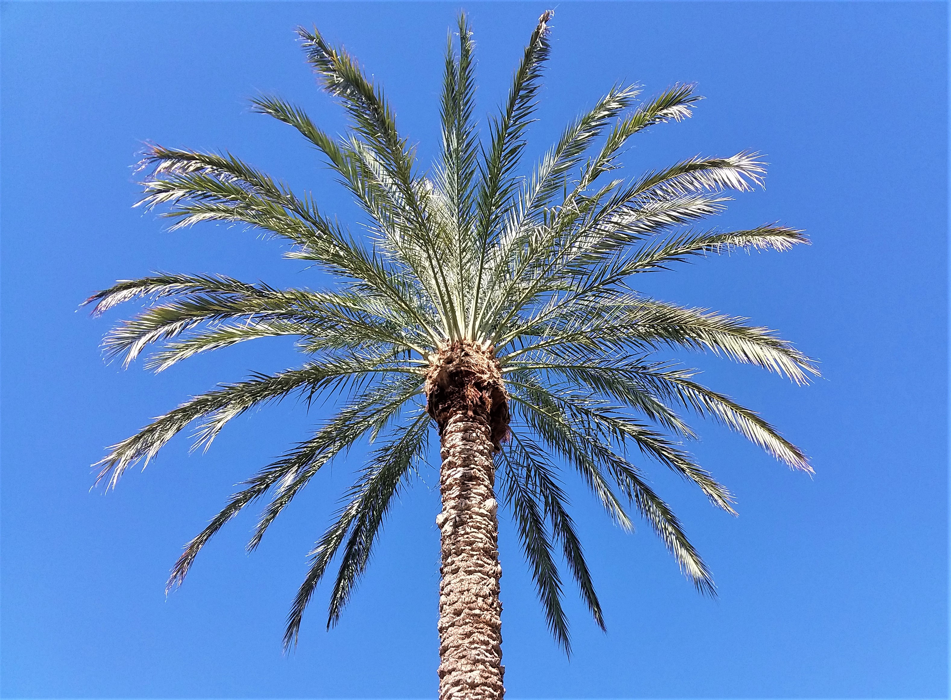 Palm_102019