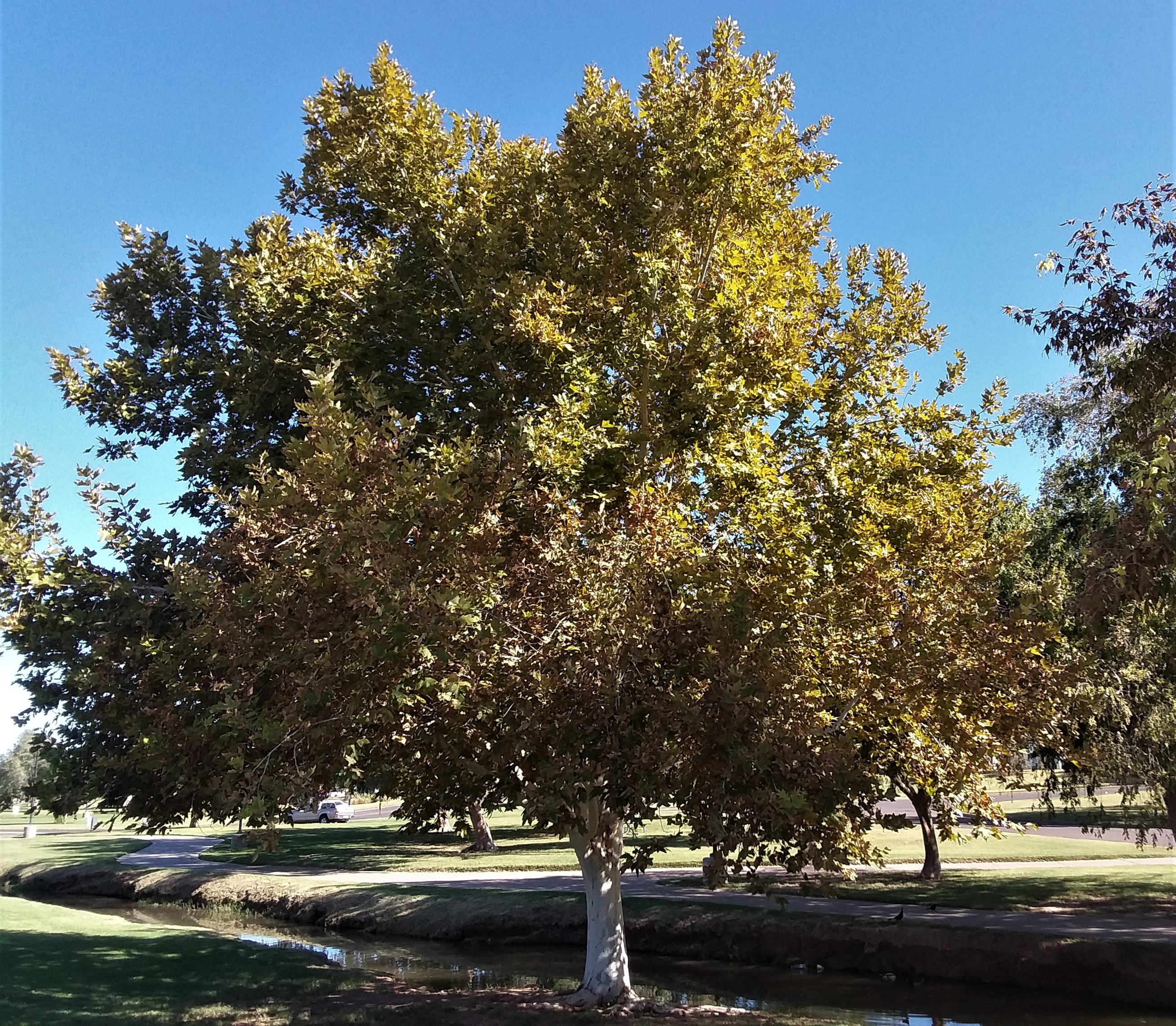 Sycamore_102019.jpg