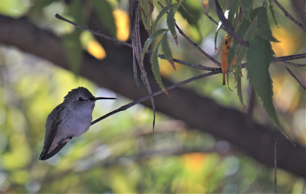 AnnasHummingbird_111719