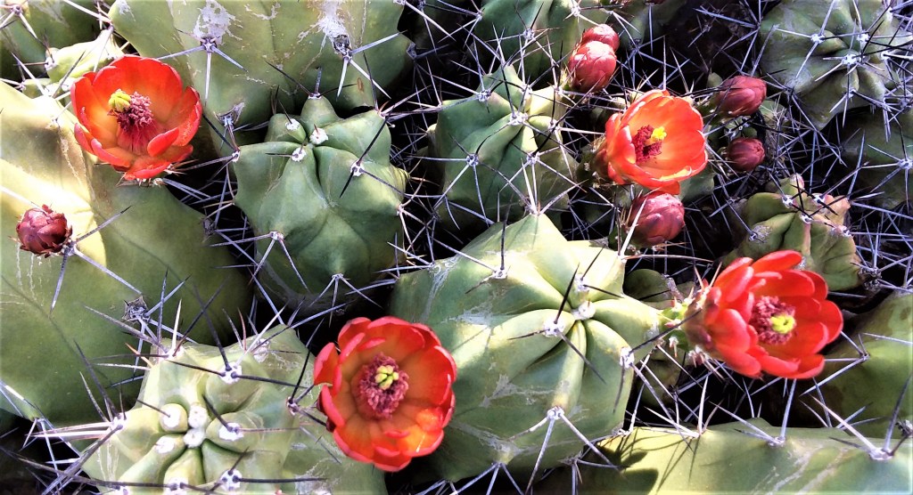 BloomingCactus_031520 (2)