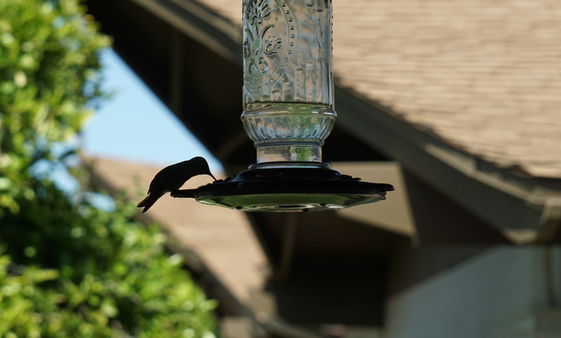Hummingbird1_032820