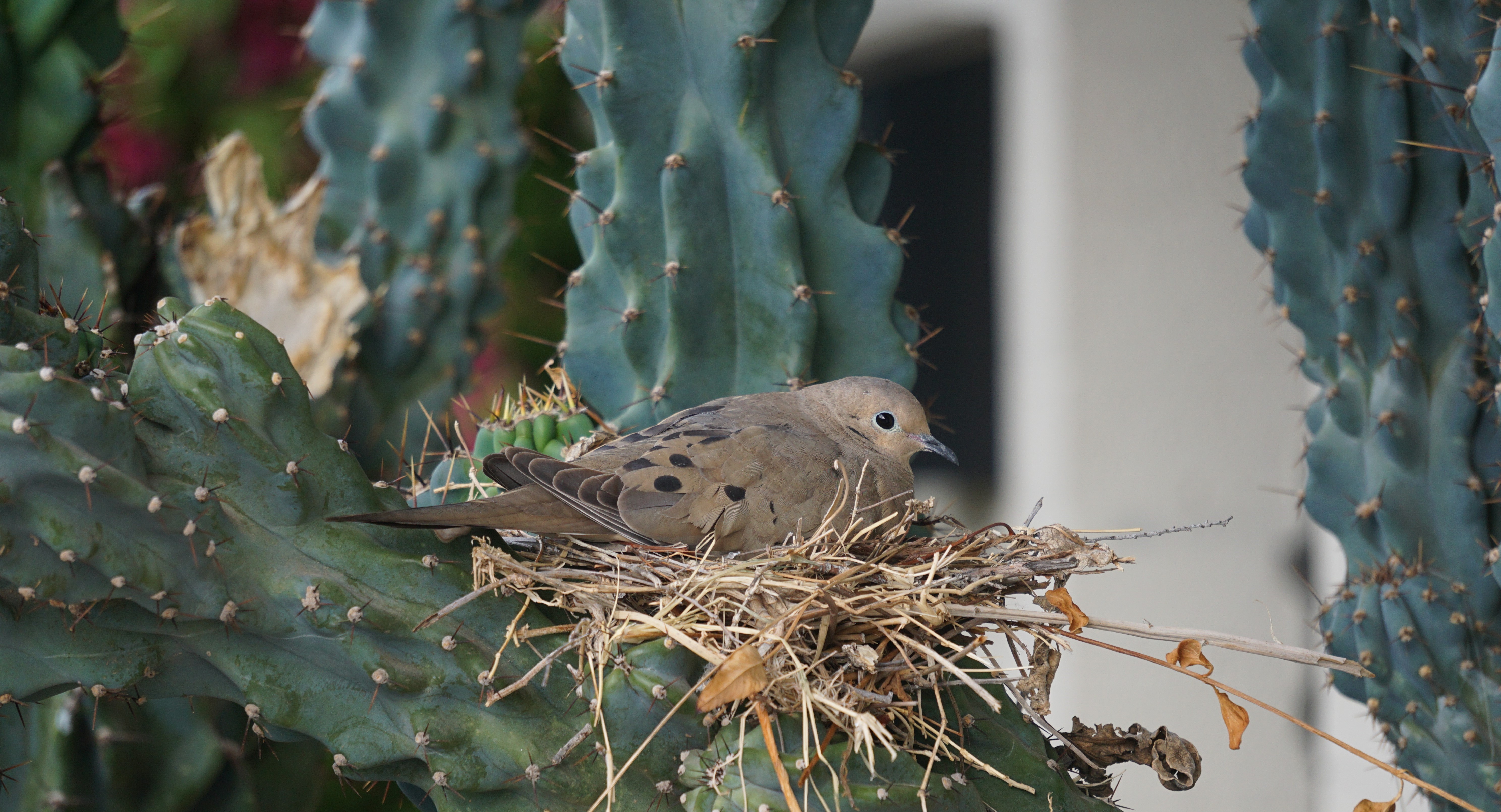 MourningDove_031920