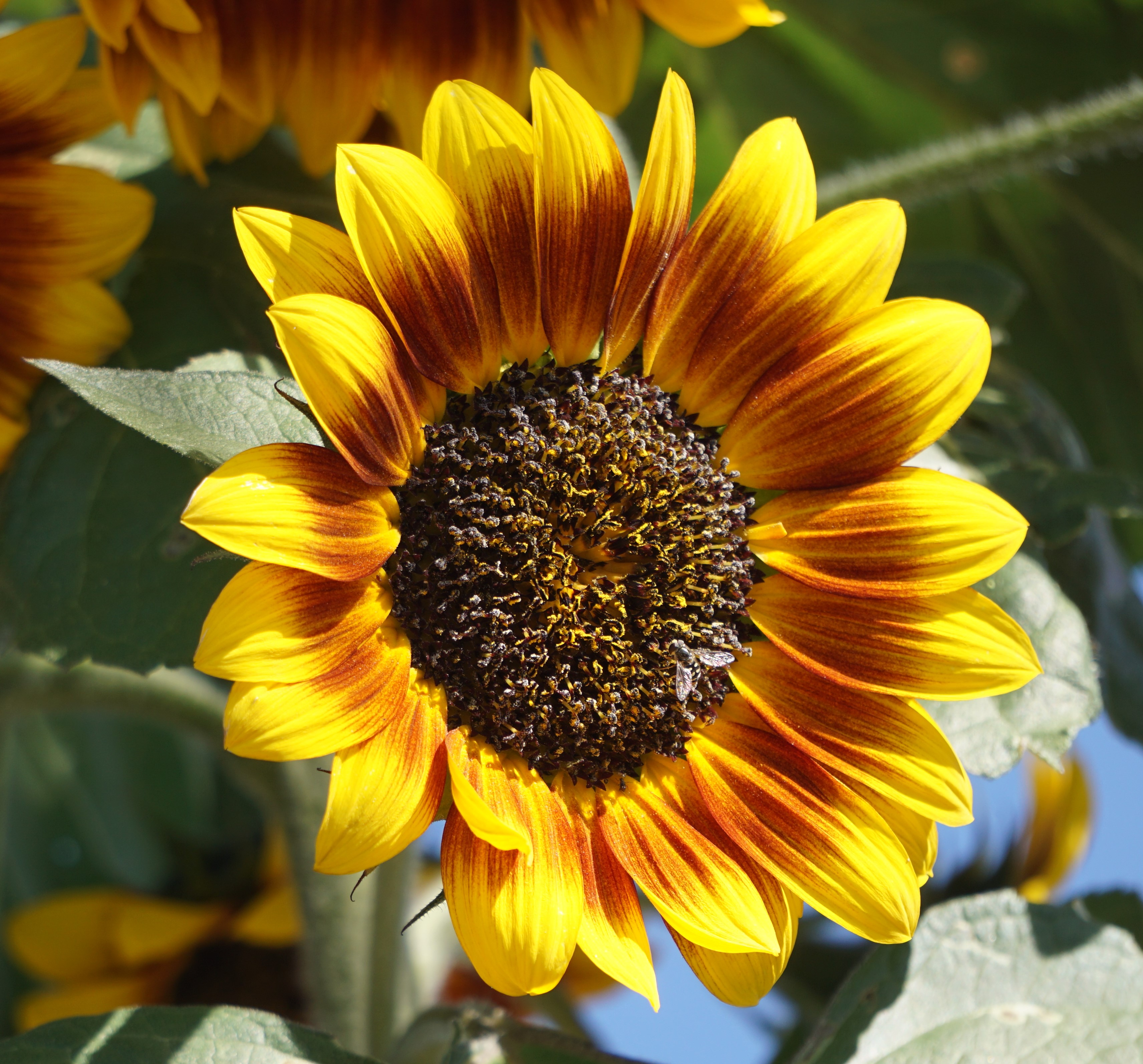 Sunflower_032720