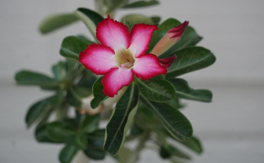 DesertRose_051620 (2)