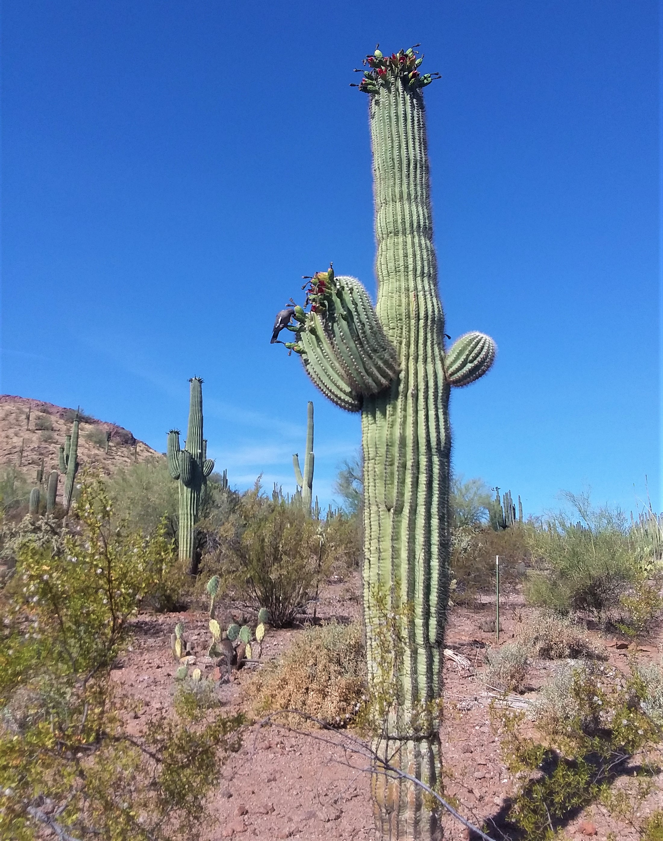 Saguaro_062120
