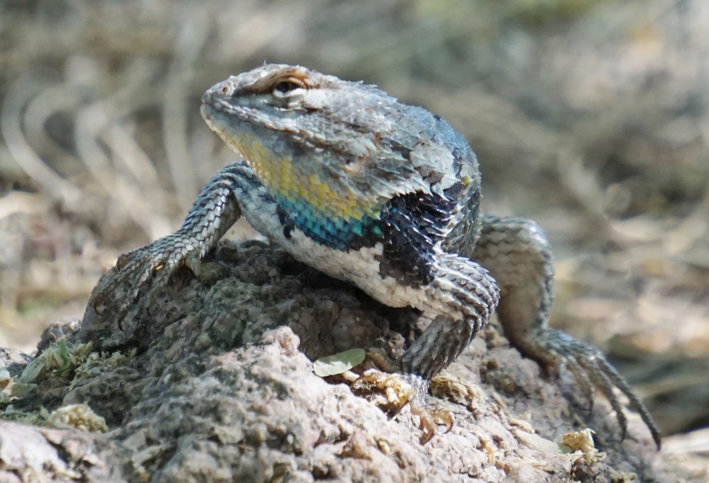 Desert Lizard_050115