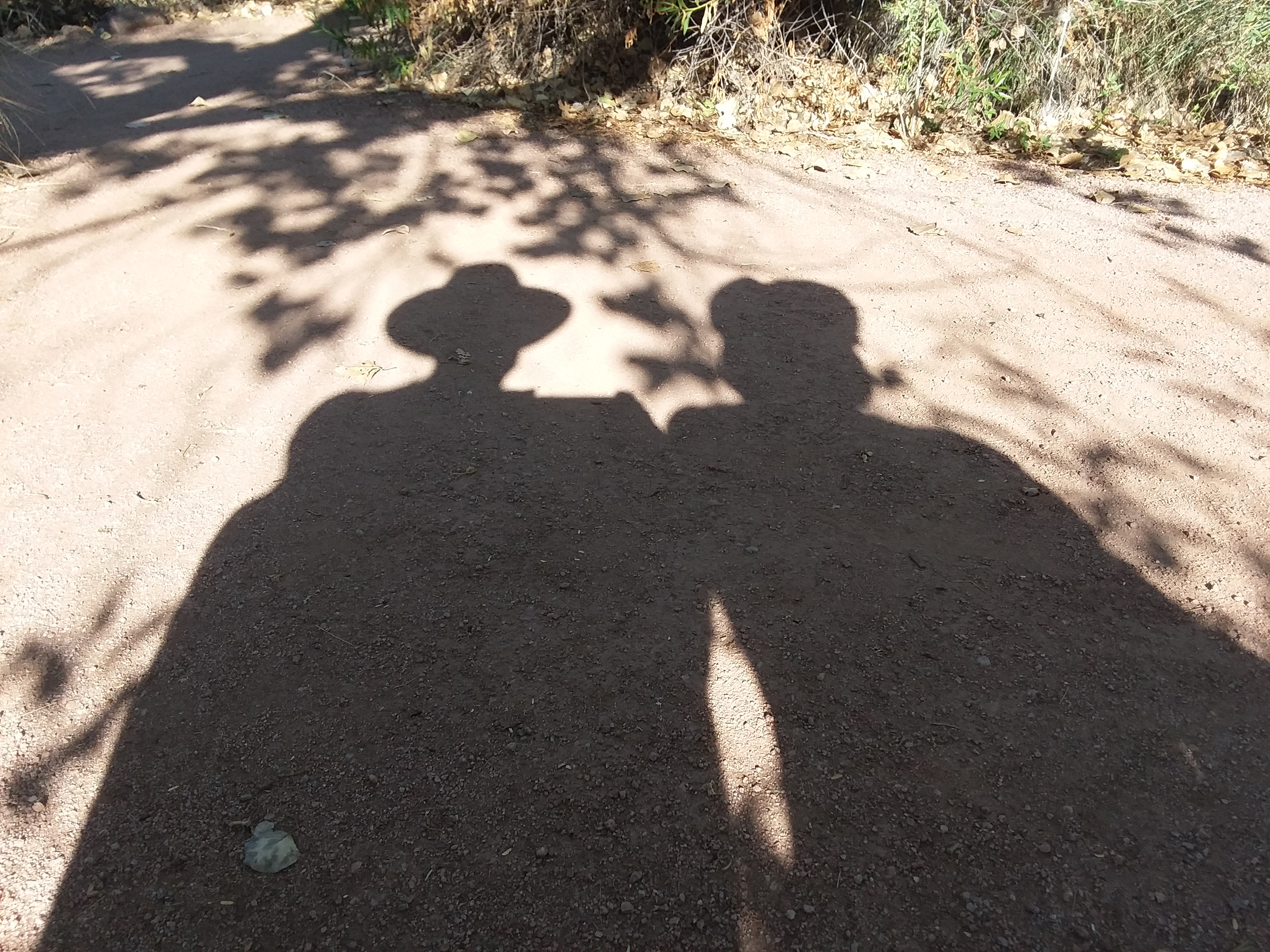 GardenShadows_072620